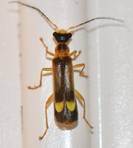Réf. 303 341 : Malthinus flaveolus